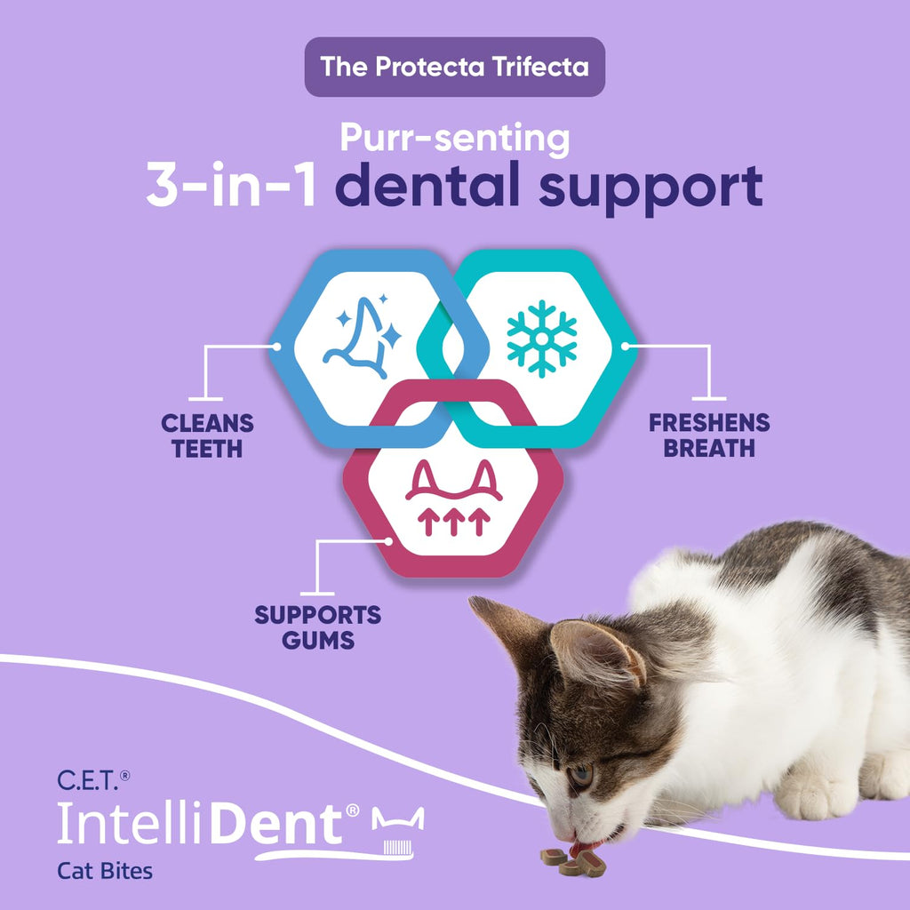Cat Dental Care V2191