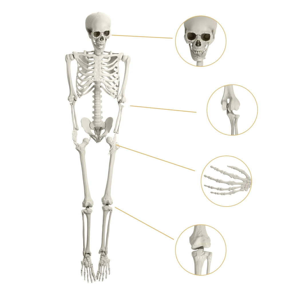 5.4Ft Poseable Skeleton with Movable Joints Z600