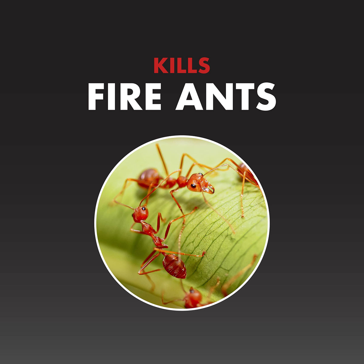 Fire Ant Killer Granules 5 Lb H818