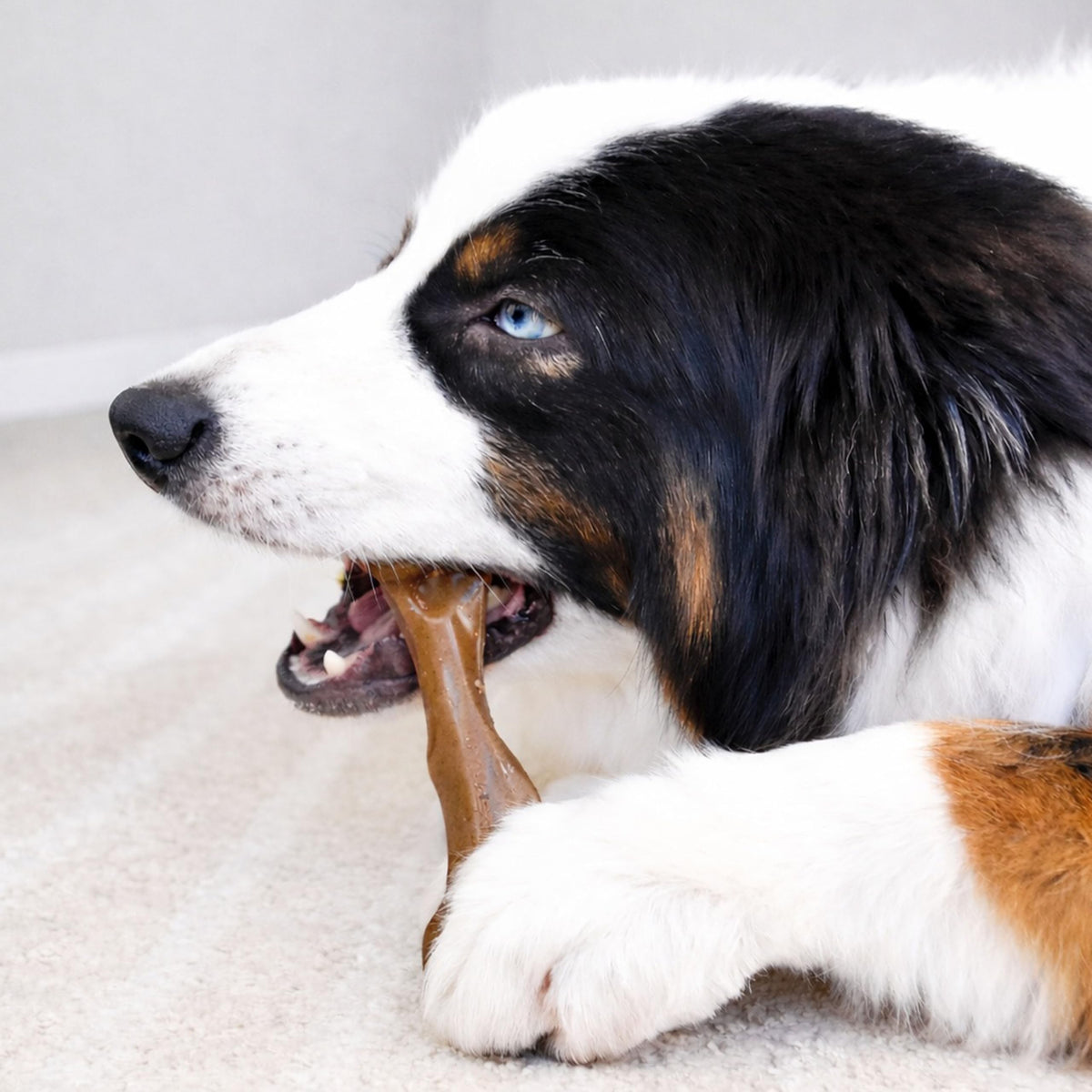 Dog Chew Toy Y600985